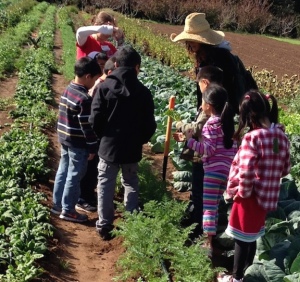 children and teacher digging carrots with a spading fork