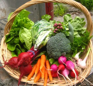 CSA Box