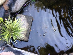 empty pond