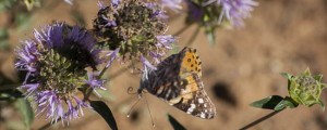 The Butterly Garden