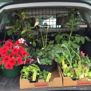 plant sale season