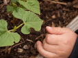 child's hand and bean plant