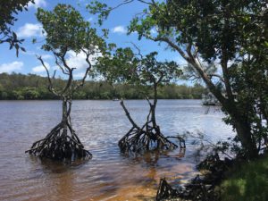 Mangroves