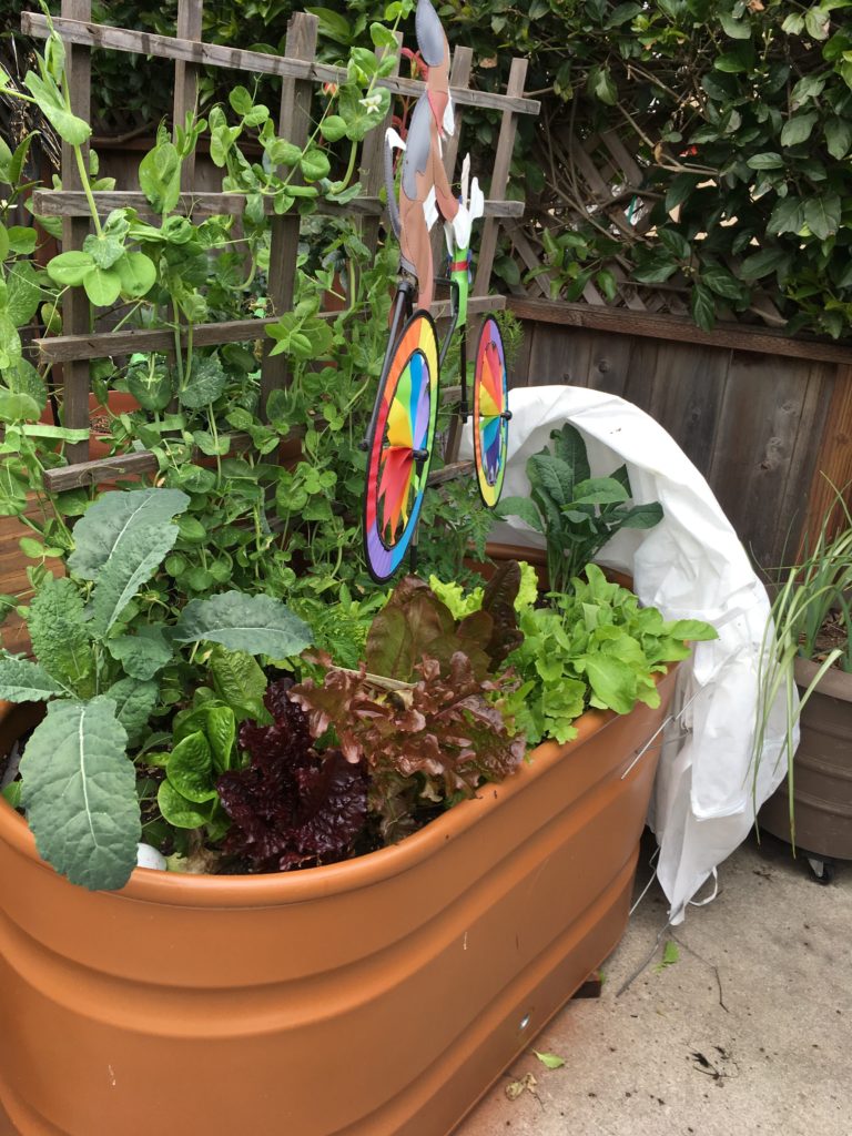 vegetables growing