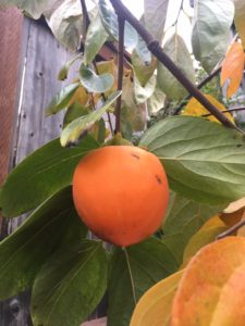 persimmon on a tree