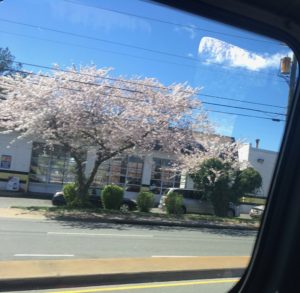 Flowering Trees