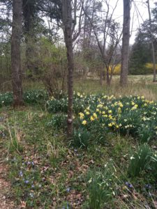 Daffodils and trees