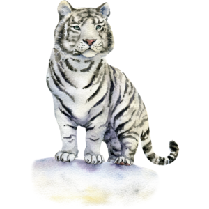 white tiger 