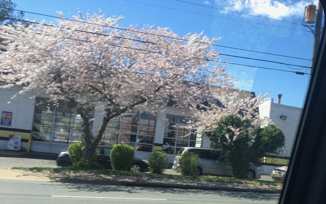 Flowering Trees