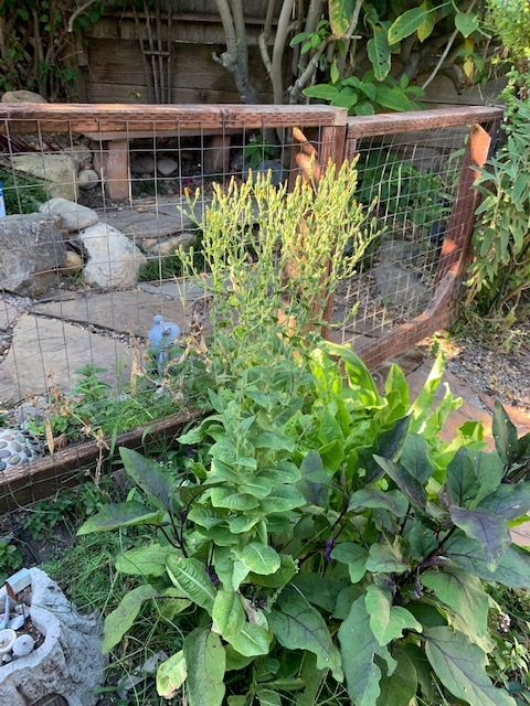 Rescuing Bolted Lettuce