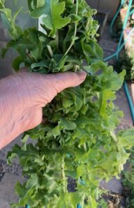 washing lettuce