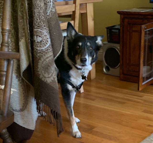 dog peeking around corner